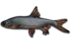 Подушка-Игрушка рыба жерех мал.